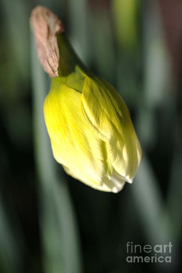 Daffodil Bud Photograph by Joy Watson
