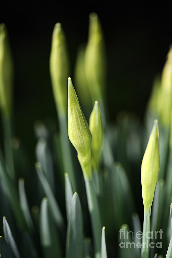 Daffodil Buds Photograph by Joy Watson