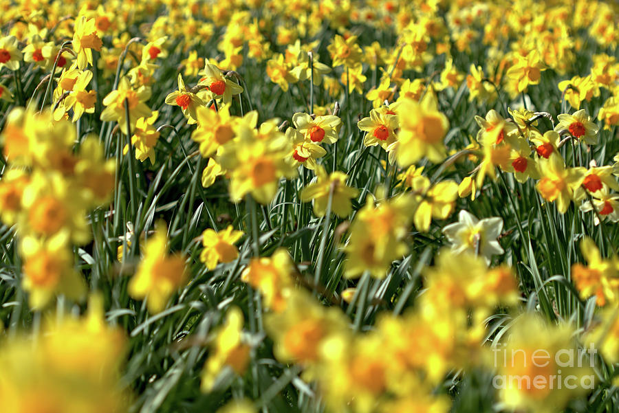 Daffodil Carpet  Photograph by Baggieoldboy