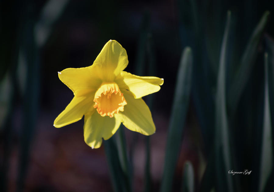 Daffodil Close Up II Photograph