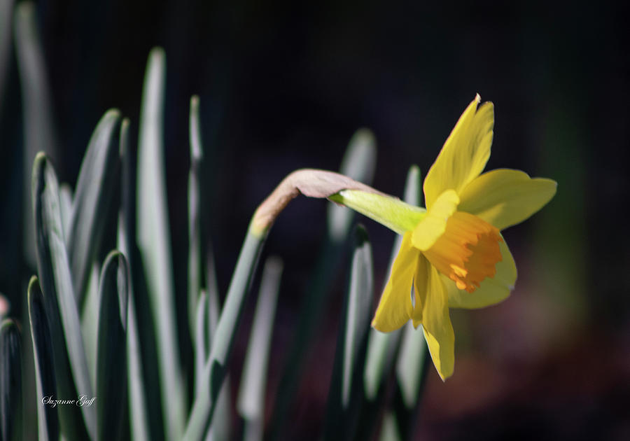 Nature Photograph - Daffodil Close Up III by Suzanne Gaff