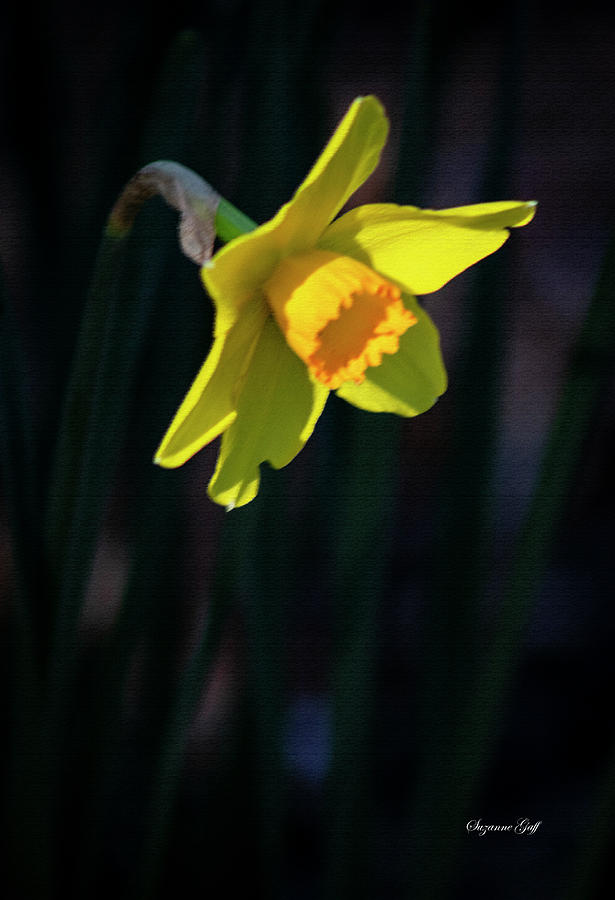 Nature Photograph - Daffodil Close Up in Pastel by Suzanne Gaff