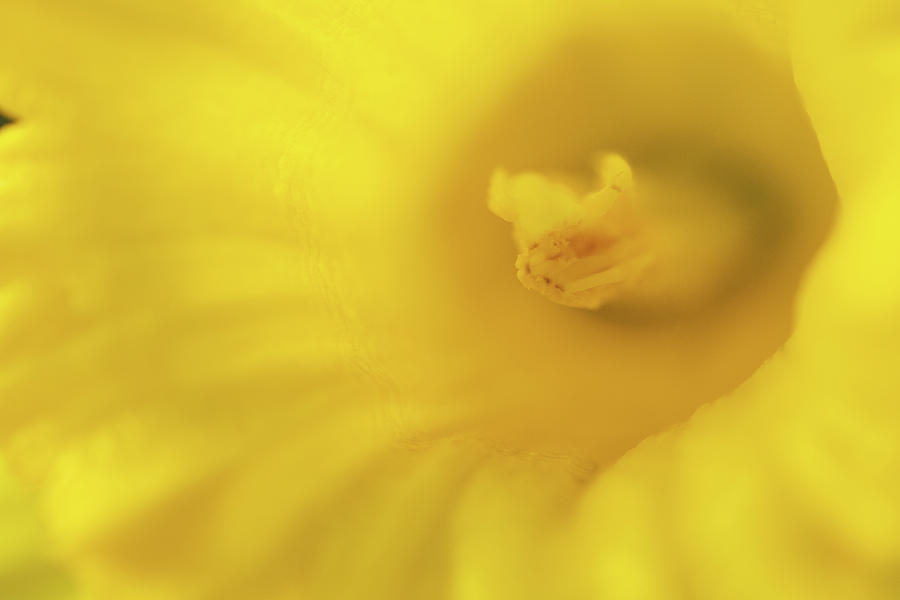 Daffodil Close Up Soft Focus Photograph by Catherine Avilez