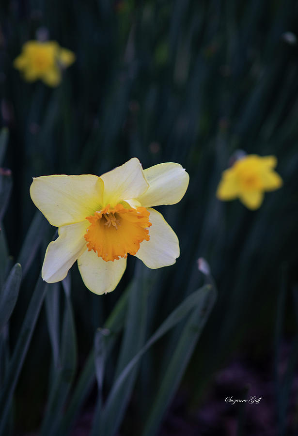 Spring Photograph - Daffodil Close Up by Suzanne Gaff
