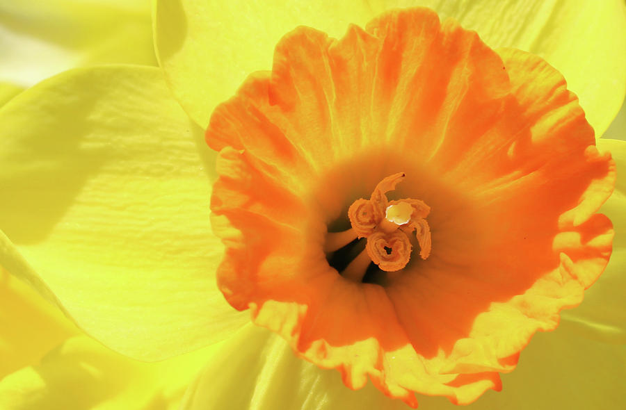 Daffodil Closeup Photograph by Kristana Stephens