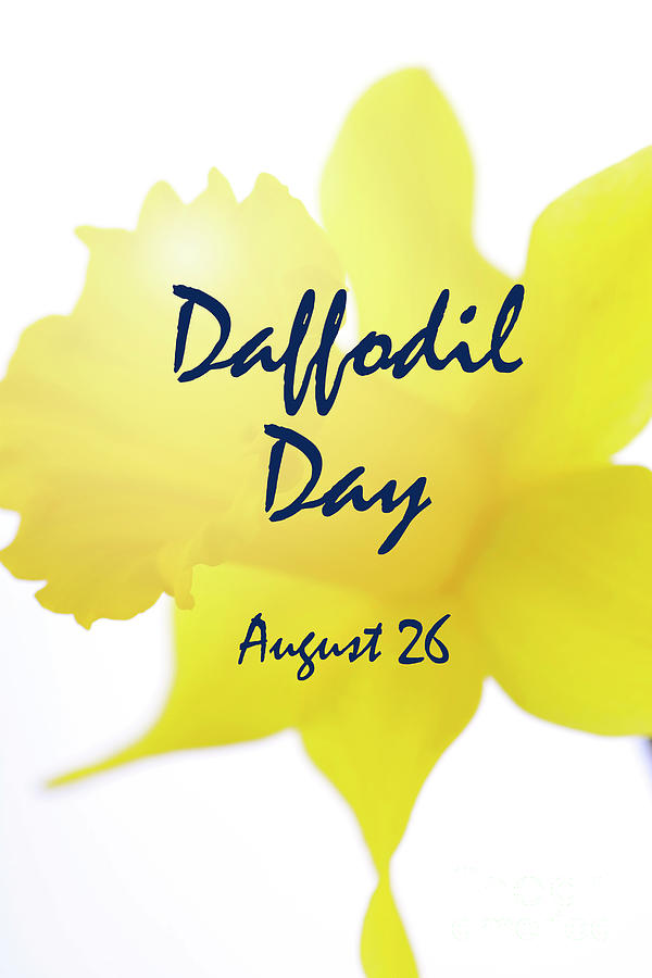 Daffodil Day Greeting Photograph by Milleflore Images Fine Art America