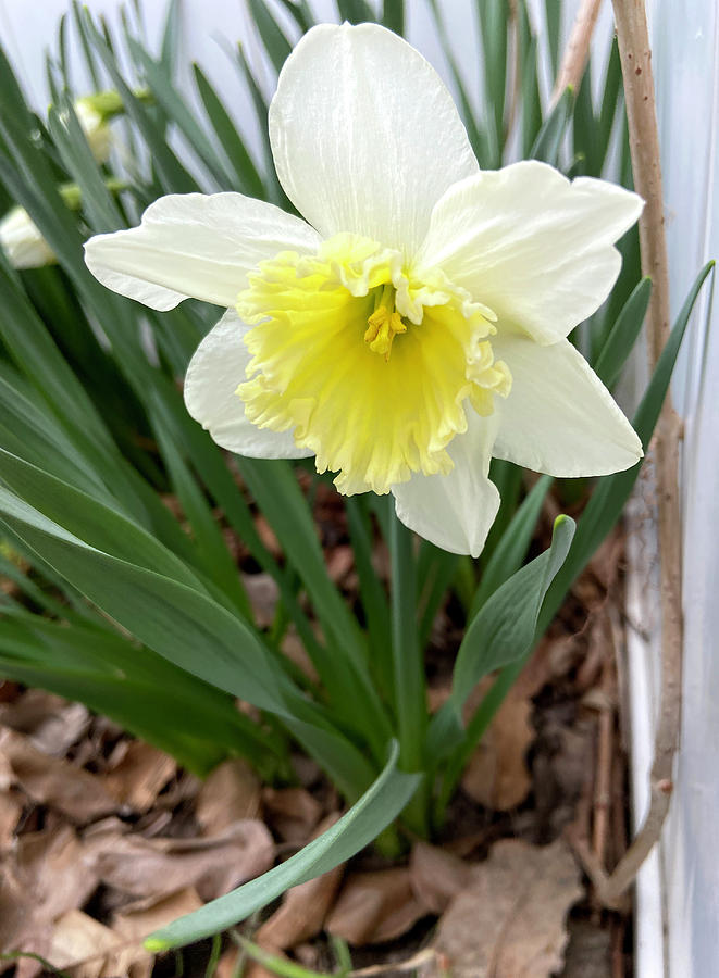 Daffodil Delight Photograph by Nila Jane Autry