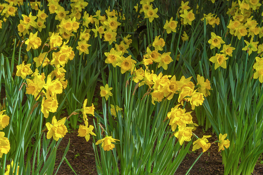 Daffodil Delights Photograph by Bonnie Follett