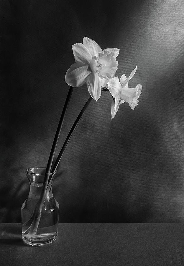 Daffodil Duo Photograph
