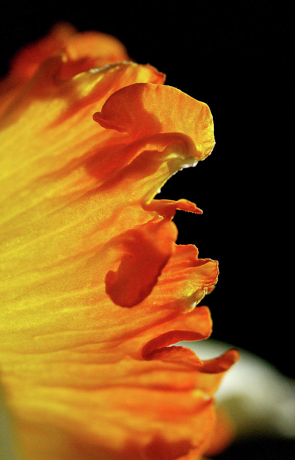 Daffodil Edges Photograph by Bonnie Colgan
