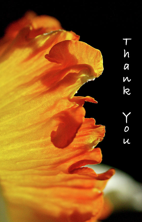 Daffodil Edges THANK YOU Photograph by Bonnie Colgan