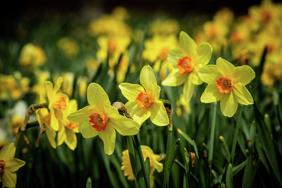 Daffodil Field At Tower Hill Botanic Gardens Photograph