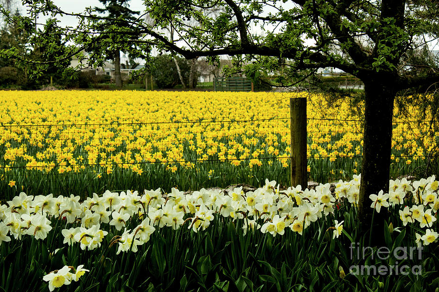 Daffodil Field Photograph by Ivete Basso Photography