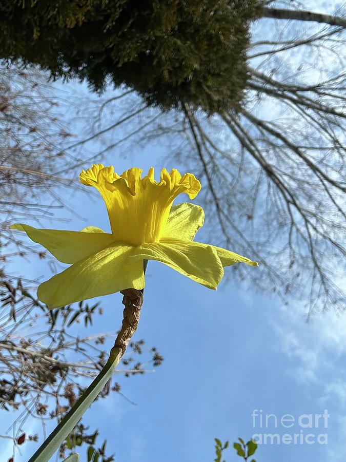 Daffodil First Out Photograph by Catherine Wilson Daffodil First Out Photograph by Catherine Wilson