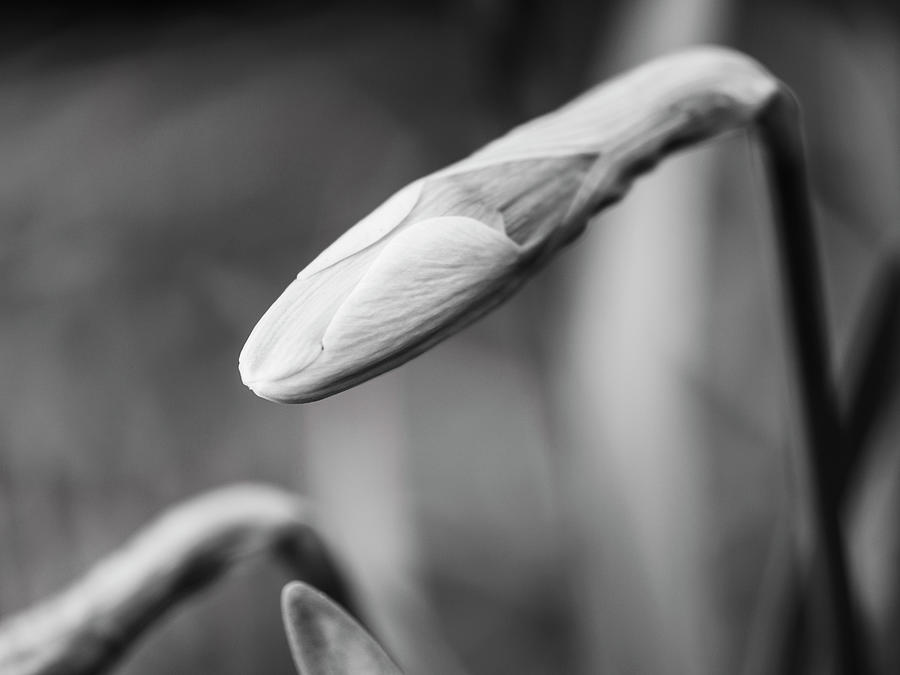 Spring Photograph - Daffodil Flower Bud Detail by Todd Bannor