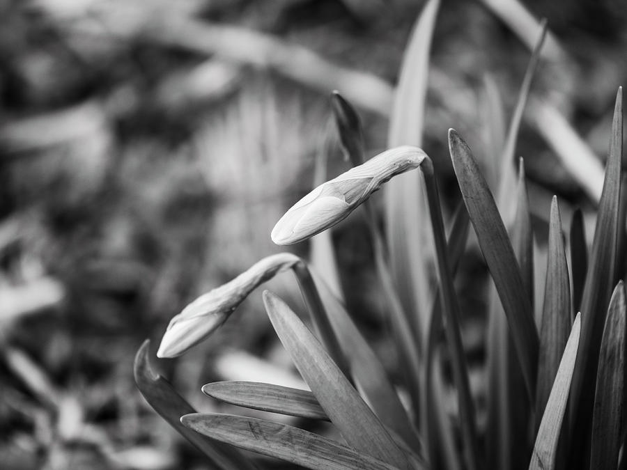Daffodil Flower Buds Photograph by Todd Bannor