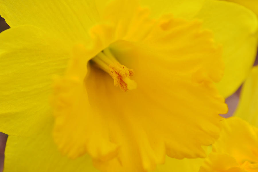 Daffodil Flower in Yellow Macro Close Up Photograph by Gaby Ethington