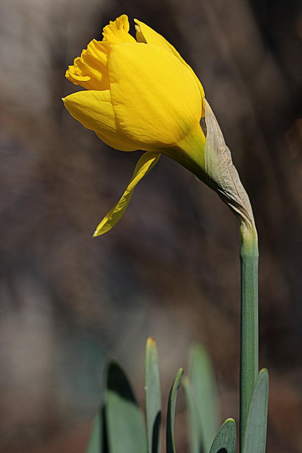 Daffodil Flower Photograph
