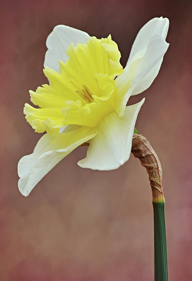 Daffodil Flower Portrait Photograph by Gaby Ethington
