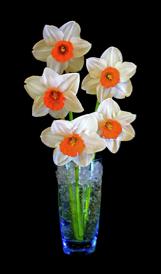 Daffodil Flowers in Vase on Black Background Photograph by Patti Deters