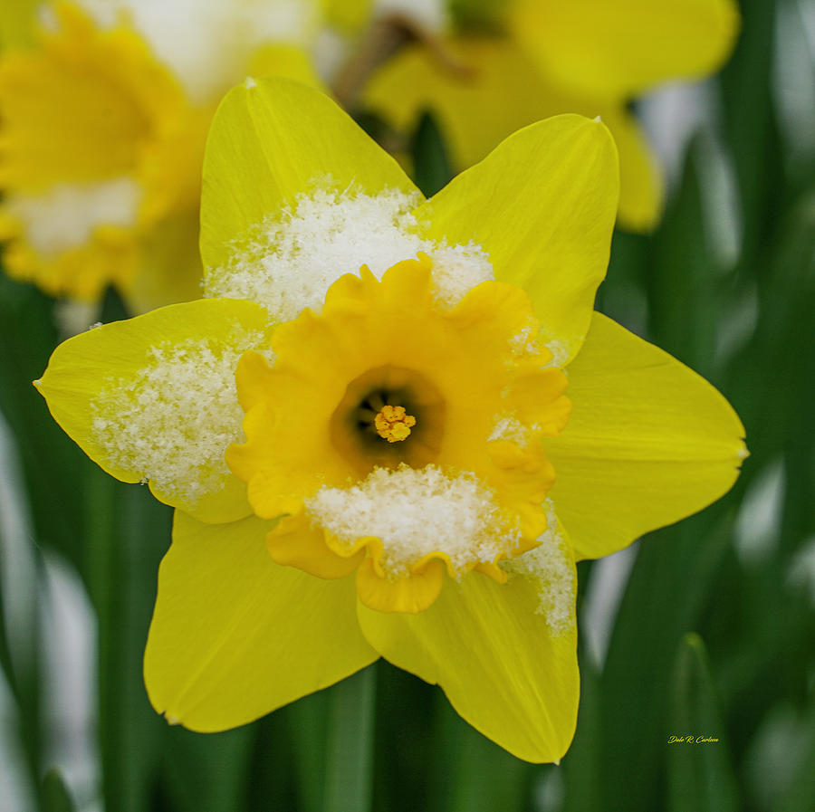 Daffodil Frosting Photograph by Dale R Carlson