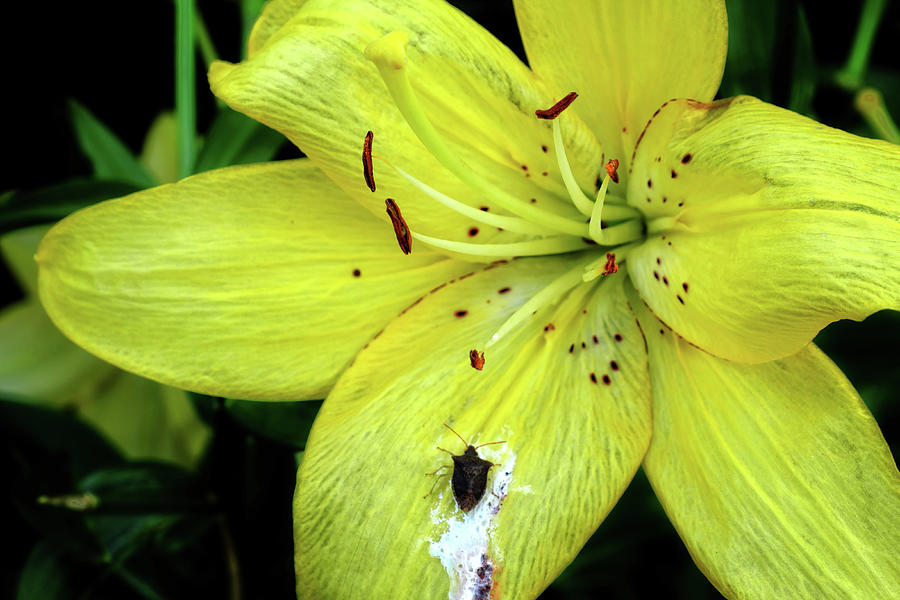 Bloom and Bug Photograph by George Taylor