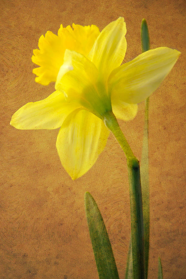 Spring Photograph - Daffodil Glow by Dianne Sherrill
