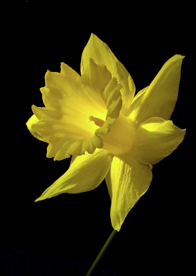 Daffodil Glow   Photograph by Harriet Feagin