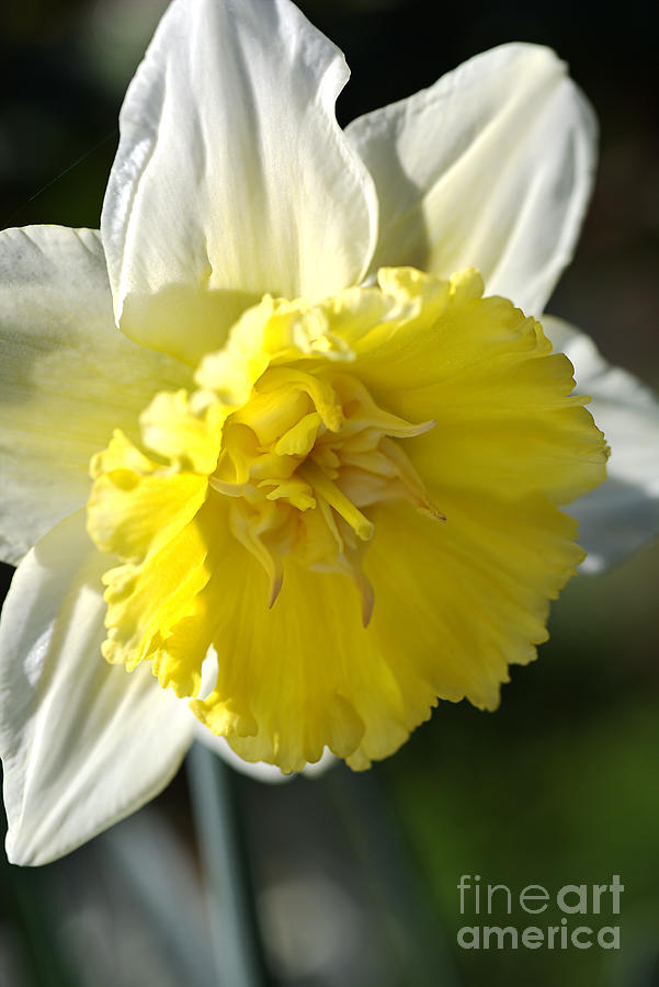 Daffodil gold Photograph by Joy Watson