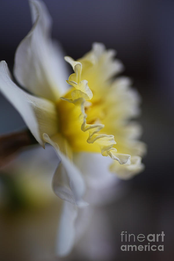 Daffodil Has Delicate Flowers Photograph by Joy Watson Daffodil Has Delicate Flowers Photograph by Joy Watson