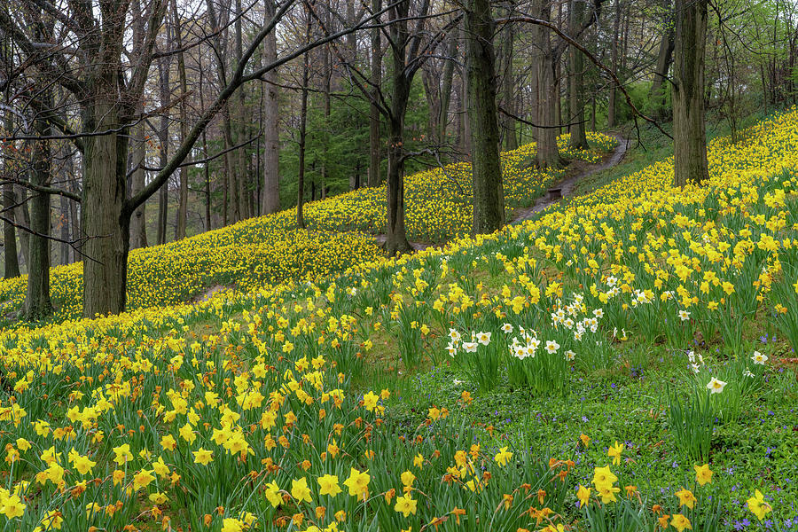 Daffodil Hill Photograph by Arthur Oleary