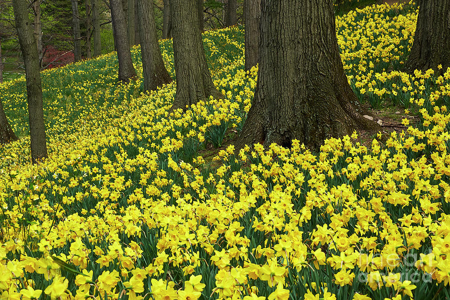 Daffodil Hill Photograph by Steve Ondrus