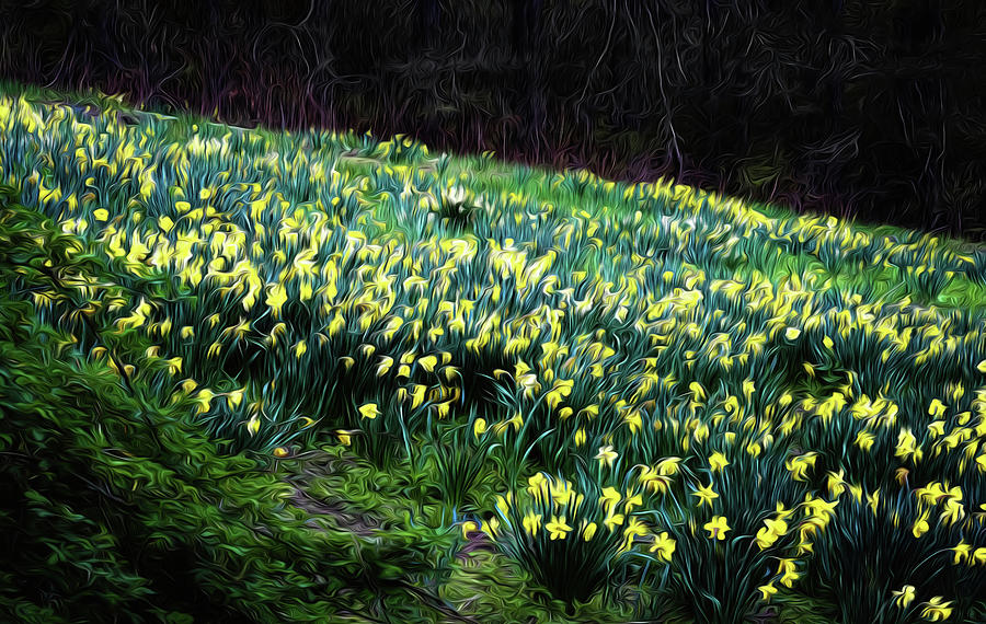 Daffodil Hill Photograph by Tom Singleton