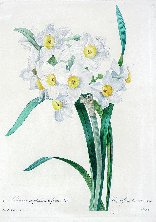 Daffodil Illustration 1827 R1 Drawing by Botany