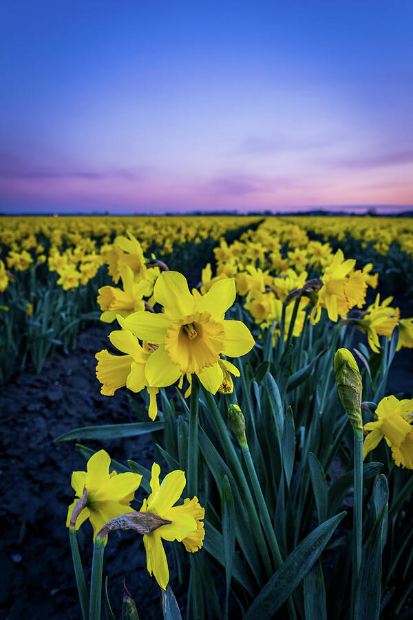 Flower Photograph - Daffodil in a Field of Dreams by Tim Reagan
