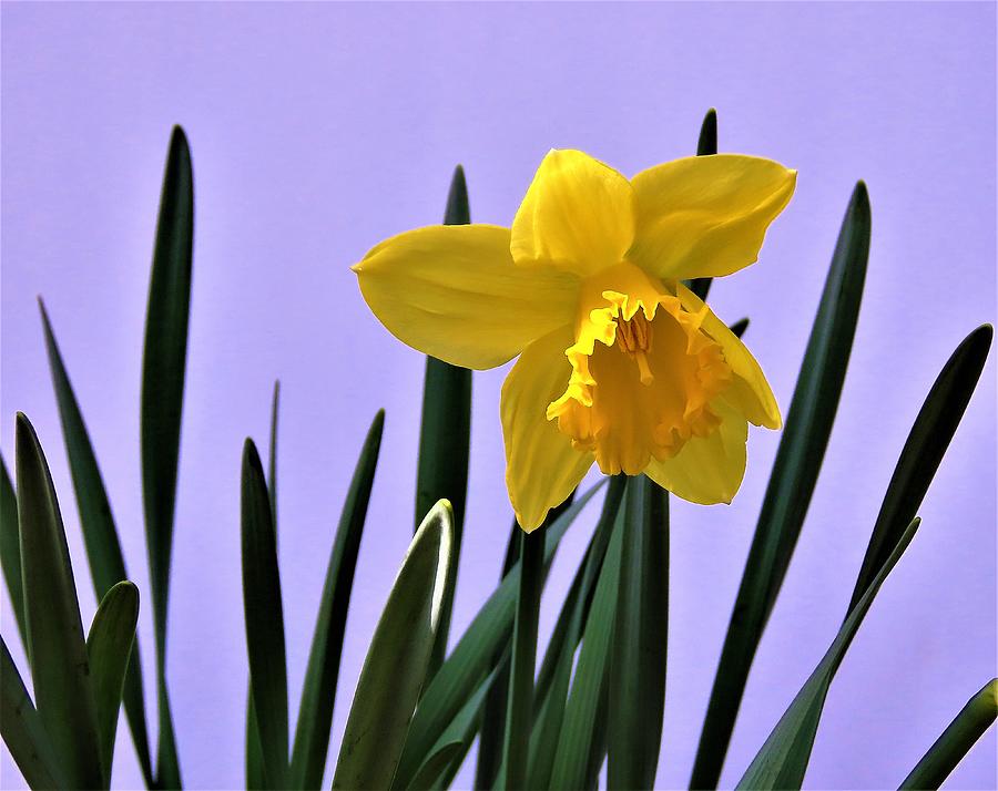 Daffodil in April Sun Photograph by Linda Stern