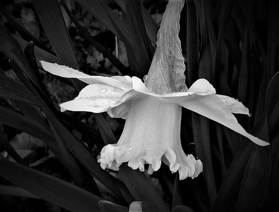 Daffodil in Black and White After the Rain Photograph by Linda Stern