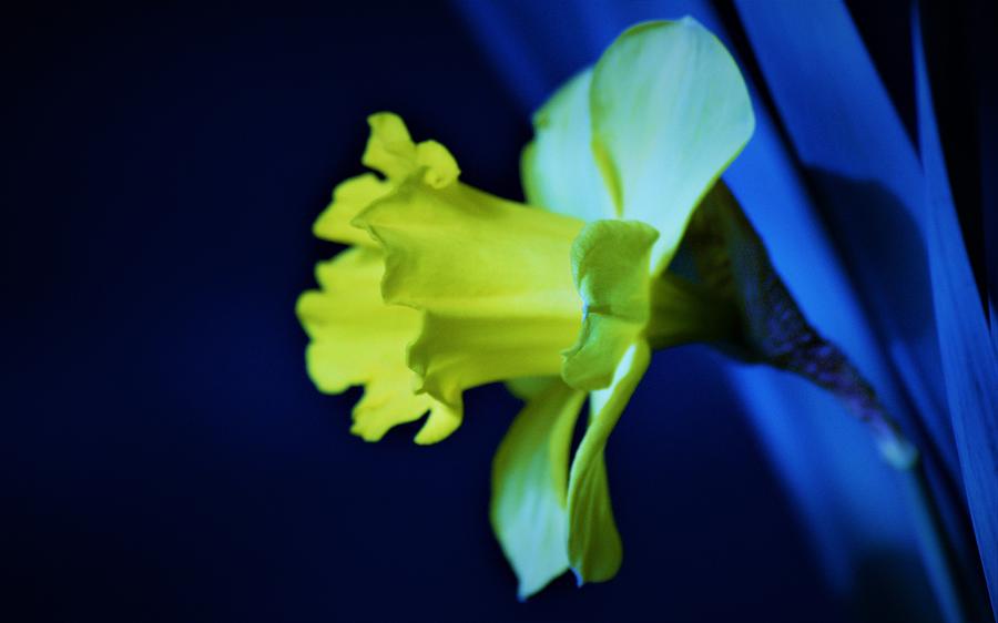 - Daffodil in Blue  Photograph by THERESA Nye