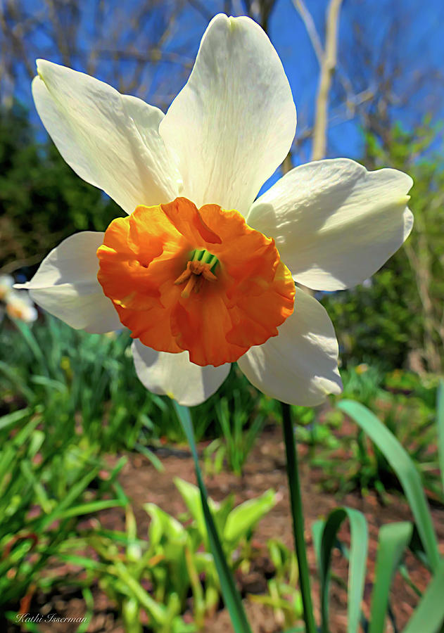 Daffodil in Light Photograph by Kathi Isserman