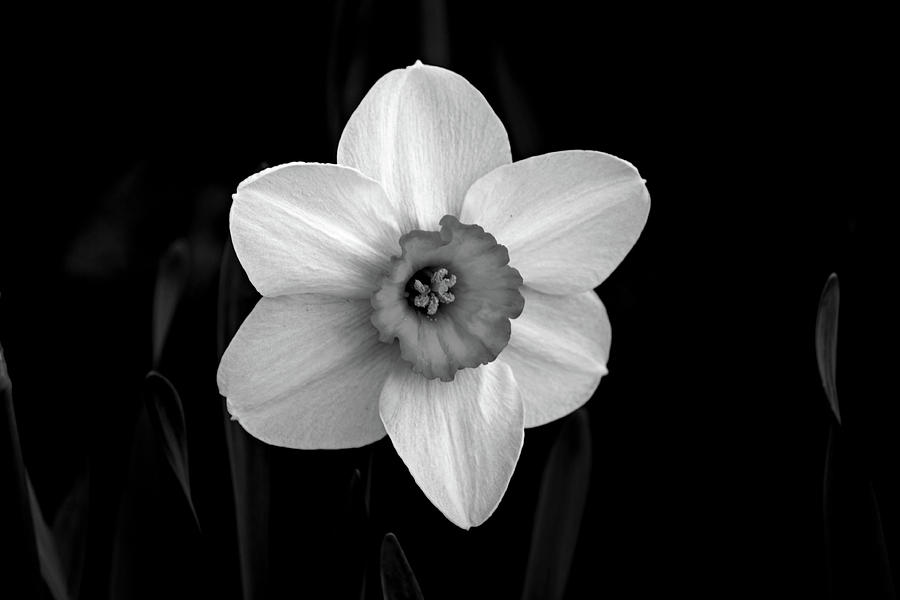Daffodil in Riverside Park in Black and White Photograph by Bill Swartwout