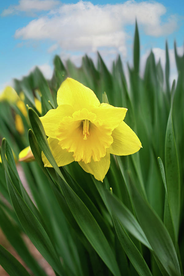 Daffodil in Spring Print Photograph by Gwen Gibson