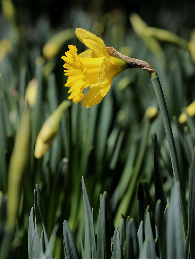 Daffodil in the Garden Photograph by Joseph Skompski