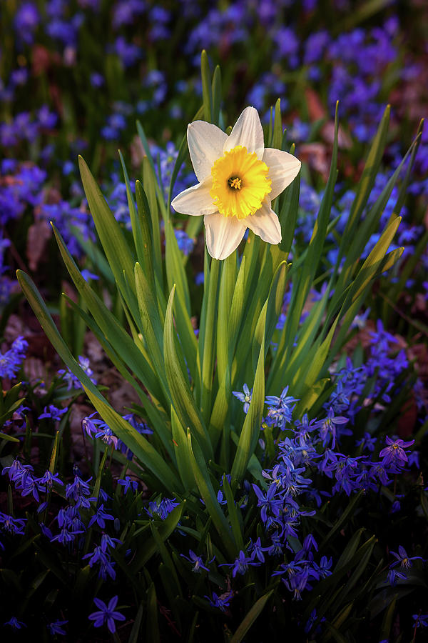 Daffodil in the Light Photograph by Andrew Soundarajan