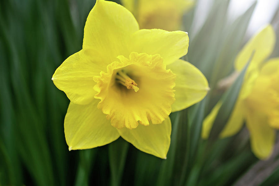 Daffodil in the Sunlight Print Photograph by Gwen Gibson