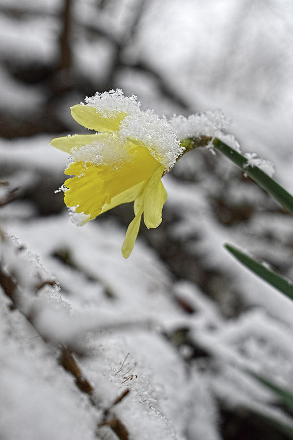 Daffodil in Winter Photograph by Jason Bohannon