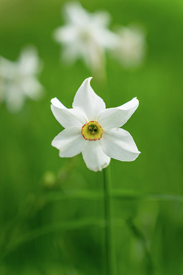 Daffodil Photograph by Joan Baker