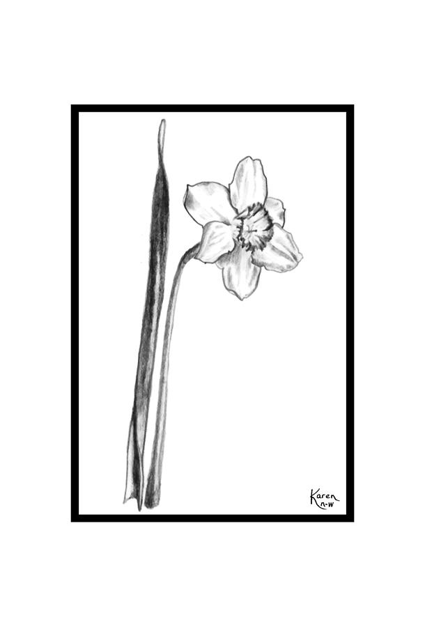 Daffodil 3P Drawing by Karen Nice-Webb