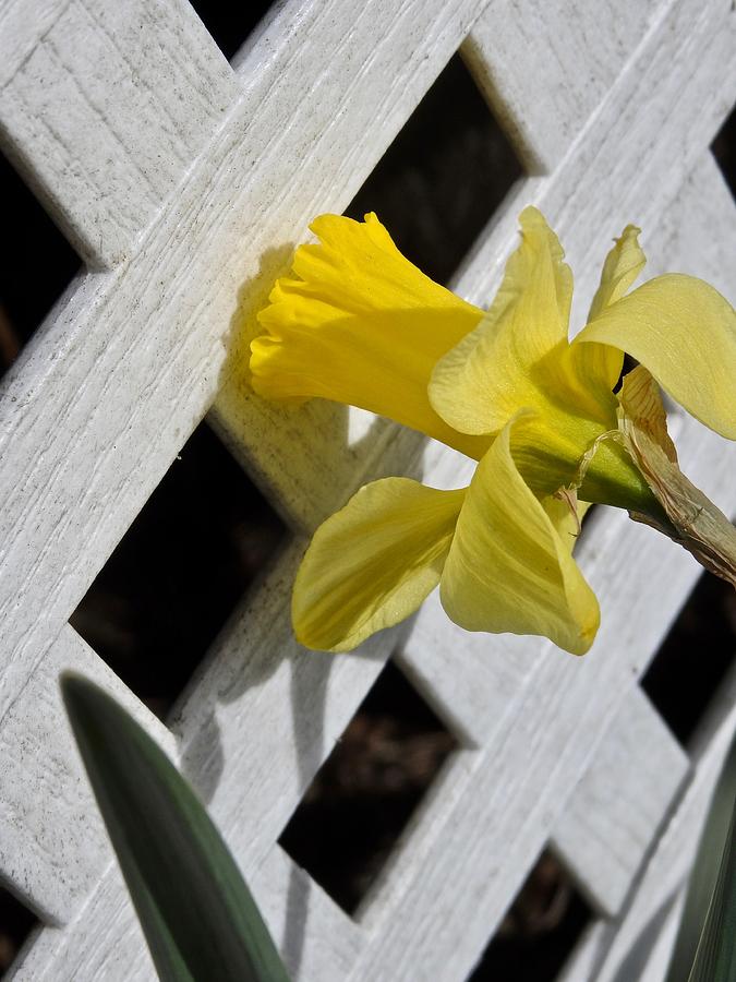 Daffodil Photograph by Kathy Chism