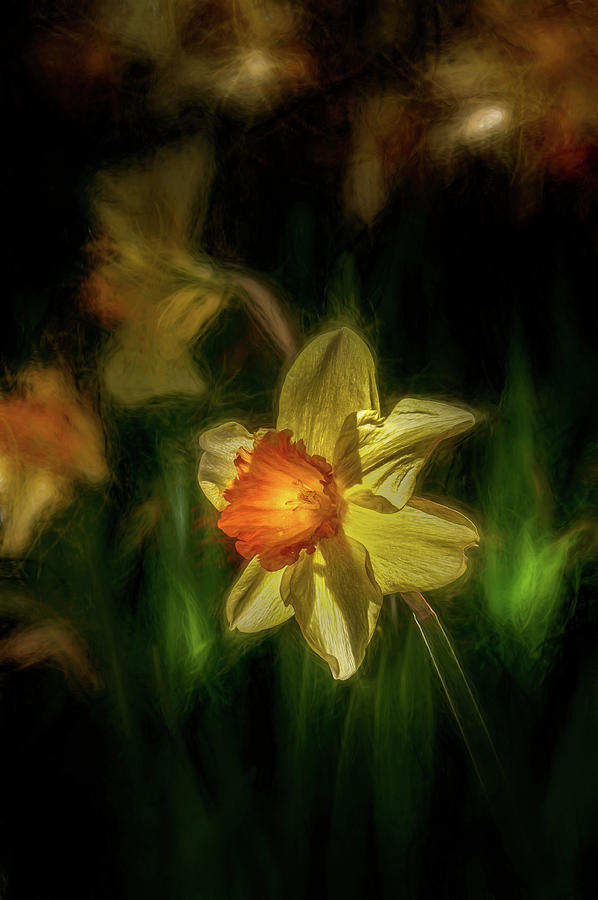 Flower Mixed Media - Daffodil Light by Blair Ball