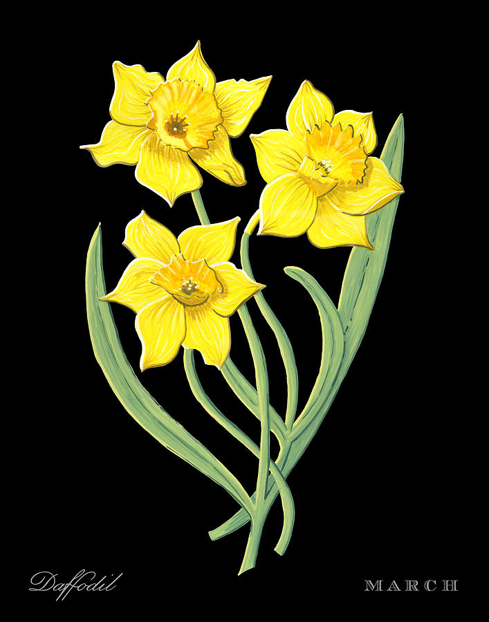 Daffodil March Birth Month Flower Botanical Print on Black - Art by Jen Montgomery Painting by Jen Montgomery